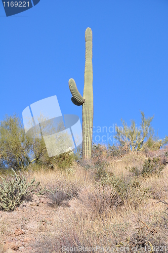 Image of Cactus in Desert