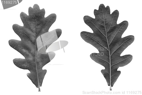 Image of Oak leaf