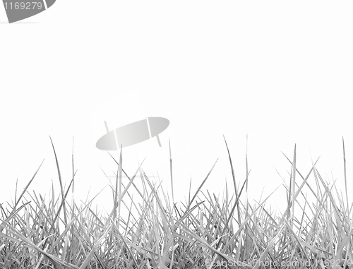Image of Meadow