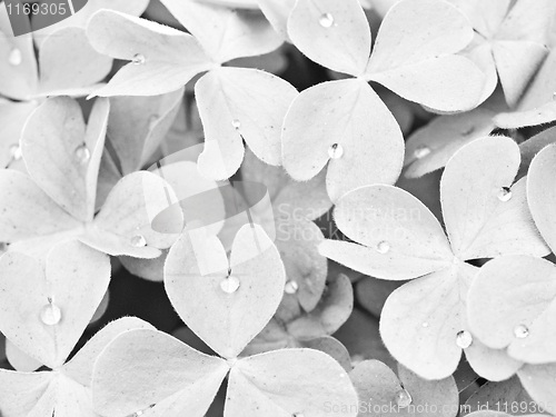 Image of Shamrock