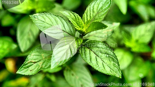 Image of Peppermint