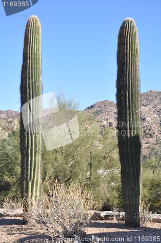 Image of Cactus in Desert