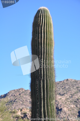 Image of Cactus in Desert