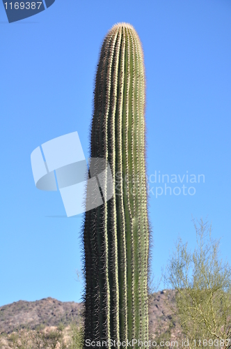 Image of Cactus in Desert