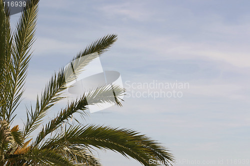 Image of palm tree and sky