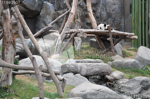 Image of Panda