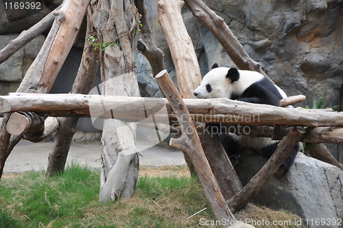 Image of Panda