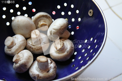 Image of Mushrooms on a Plate