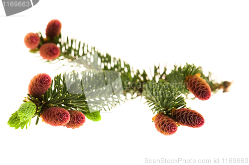 Image of Pine branch with cones on a white background