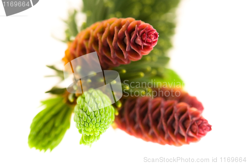 Image of Pine branch with cones on a white background