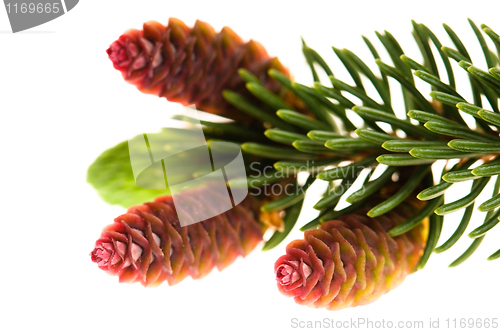 Image of Pine branch with cones on a white background