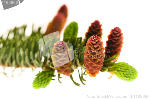 Image of Pine branch with cones on a white background