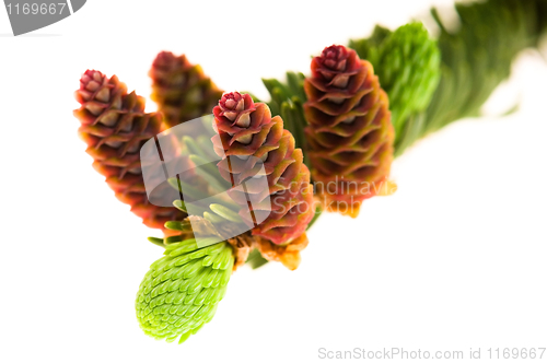 Image of Pine branch with cones on a white background