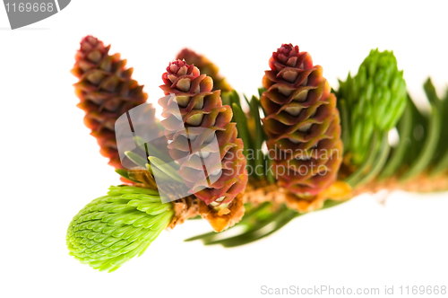 Image of Pine branch with cones on a white background