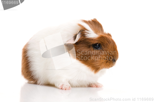 Image of baby guinea pig