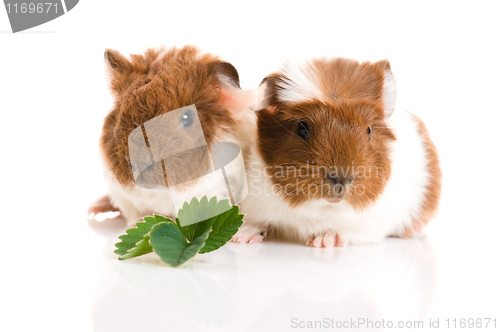 Image of baby guinea pig