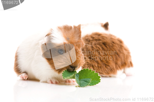 Image of baby guinea pig