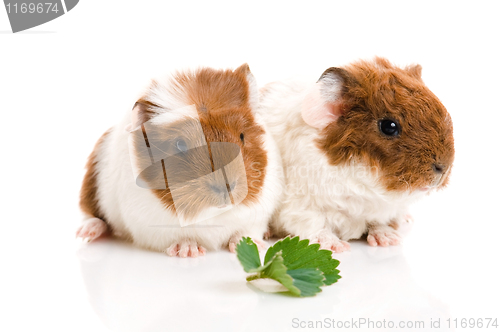 Image of baby guinea pig