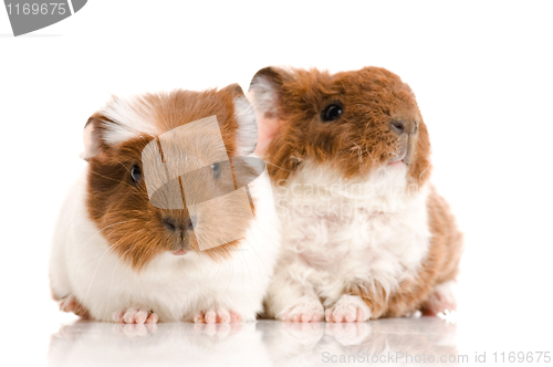 Image of baby guinea pig