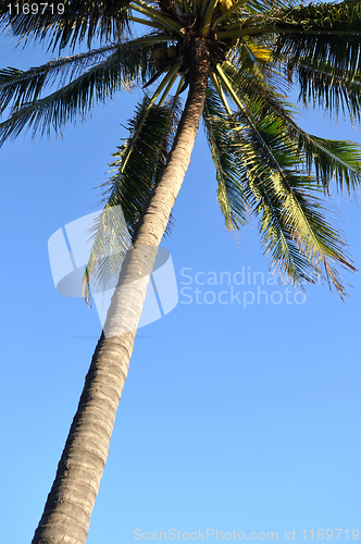 Image of Coconut trees
