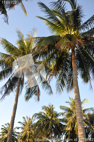 Image of Coconut trees
