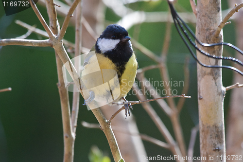 Image of great tit