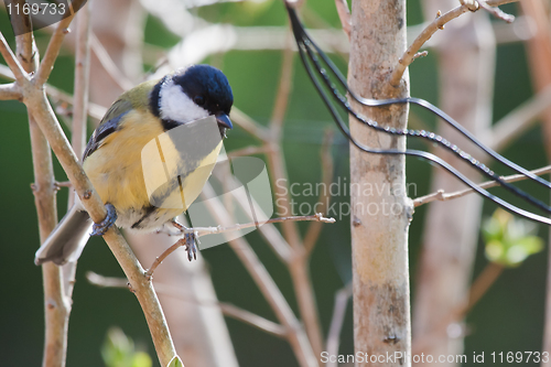 Image of great tit