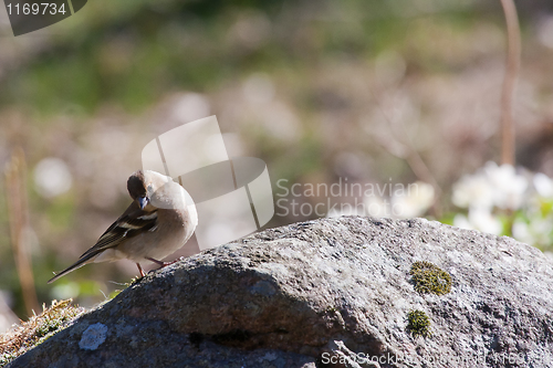 Image of Female chaffinch
