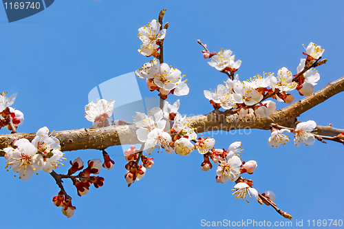 Image of Flowering apricot tree branch