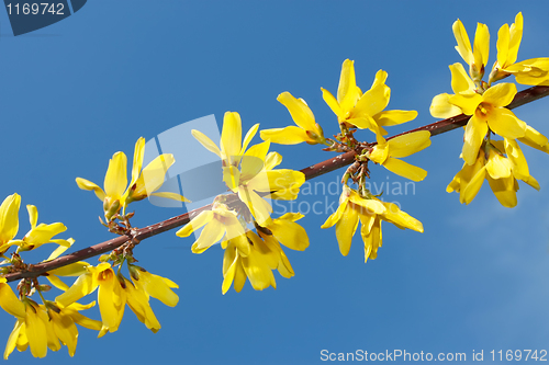 Image of Flowering yellow spring twig