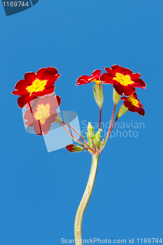 Image of Spring flowers in red and yellow colours