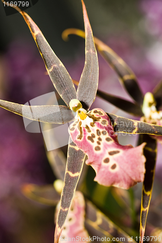 Image of Orchidaceous flower in Keukenhof park