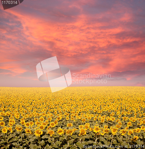 Image of Sunflower Field