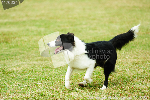 Image of Border collie dog running