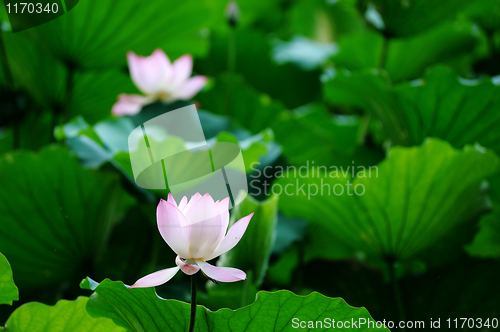 Image of Lotus flower