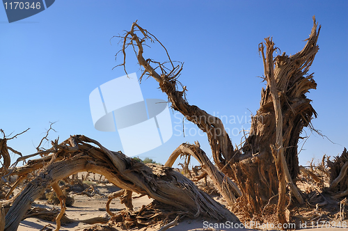 Image of Dead tree