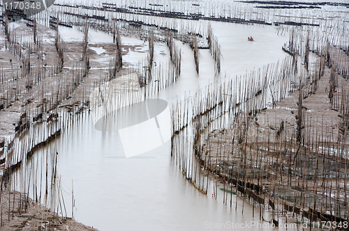 Image of Seaweed farm