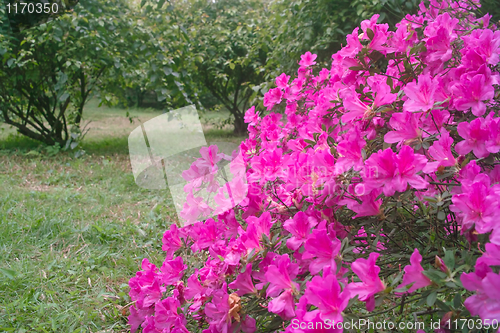 Image of Azalea flowers