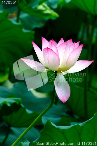 Image of Lotus flower blooming