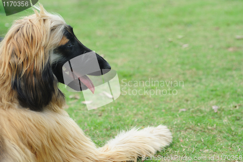 Image of Afghan hound dog