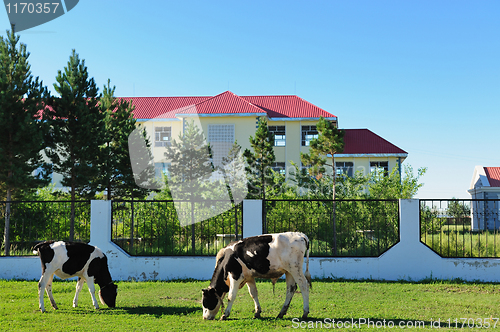 Image of Cows grazing