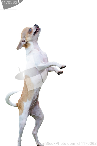 Image of Chihuahua dog standing
