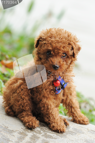 Image of Toy poodle dog