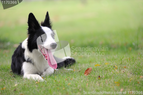 Image of Border collie dog