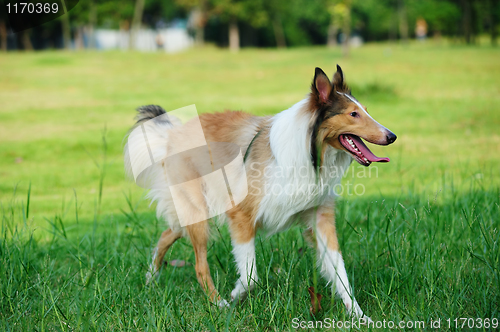Image of Collie rough dog running