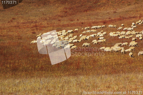 Image of Sheep in grassland