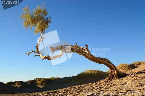 Image of Single Diversifolia Populus tree