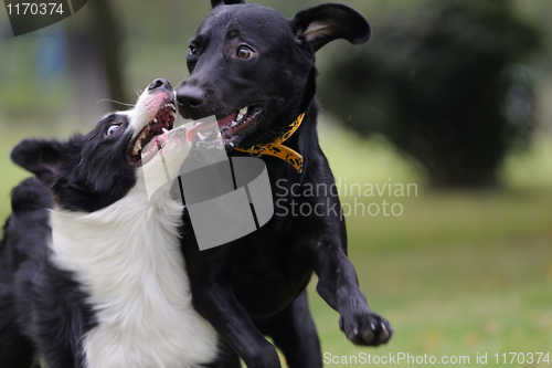 Image of Two dogs playing