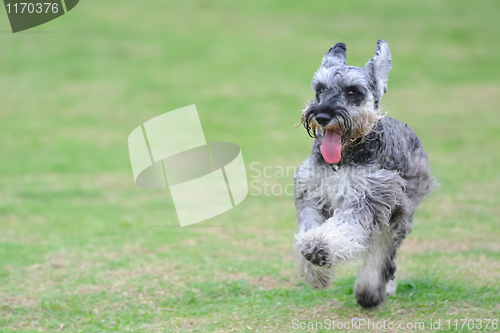 Image of Miniature schnauzer dog running on the lawn