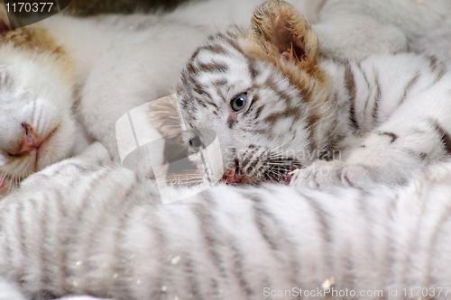 Image of Tiny tiger